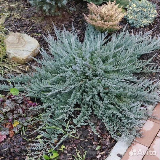 Саженцы ежевики, малины, крыжовника и др