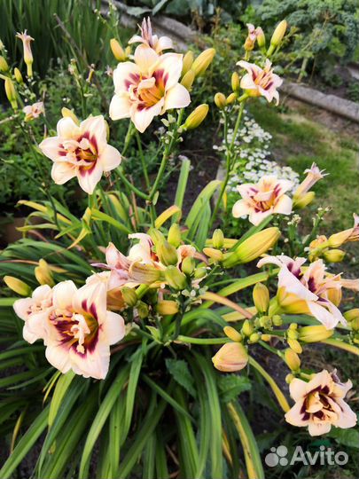 Лилейники сортовые