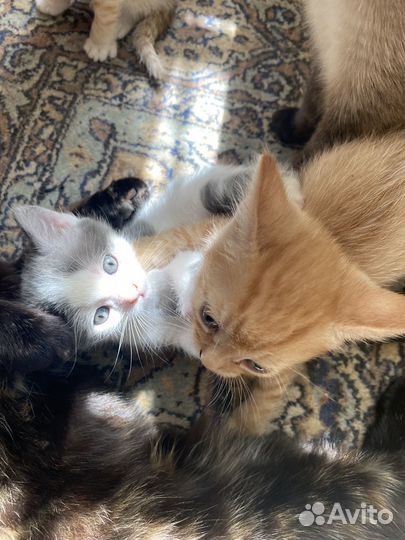 Кошки бесплатно