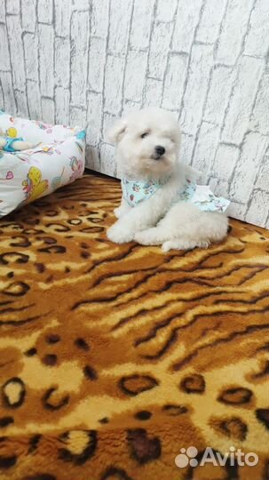 Бишон фризе микро