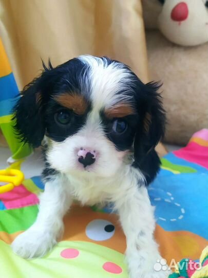 Кавалер кинг чарльз спаниель