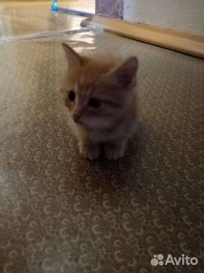 Рыжий котенок в добрые руки бесплатно