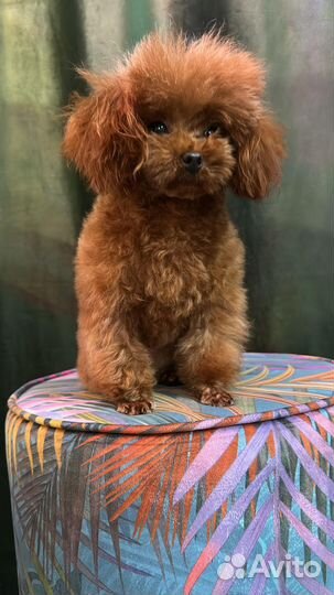 Той-пудель тедди китай