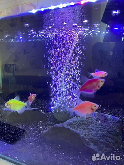 Аквариум без рыб