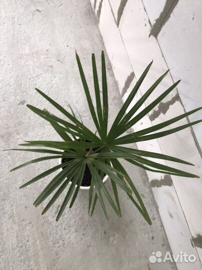 Пальма Трахикарпус Форчуна