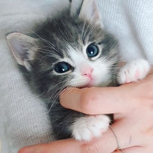 Котёнок в добрые руки