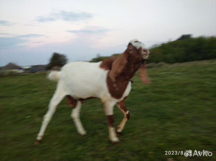 Козел на покрытие