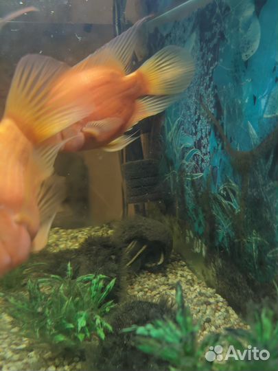 Продается аквариум с рыбками