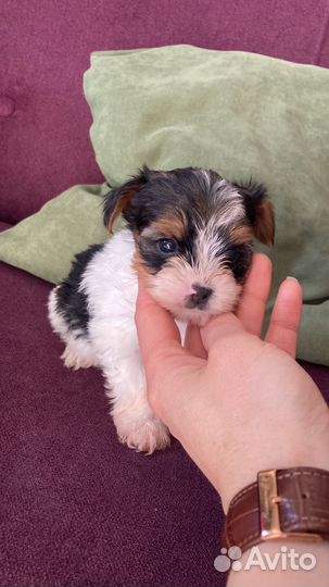 Щеночки мальчики Бивер Йоркширского терьера