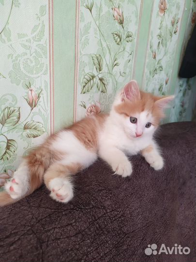 Отдам в добрые руки