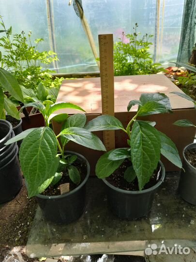 Гортензия метельчатая