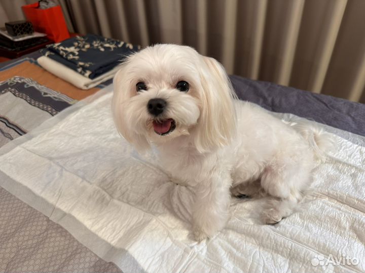 Мальтезе для вязки