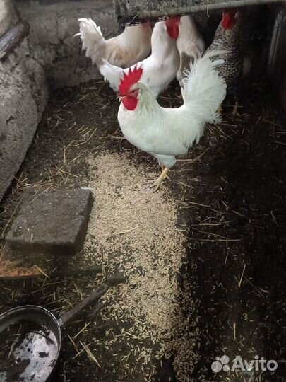 Продам петухов