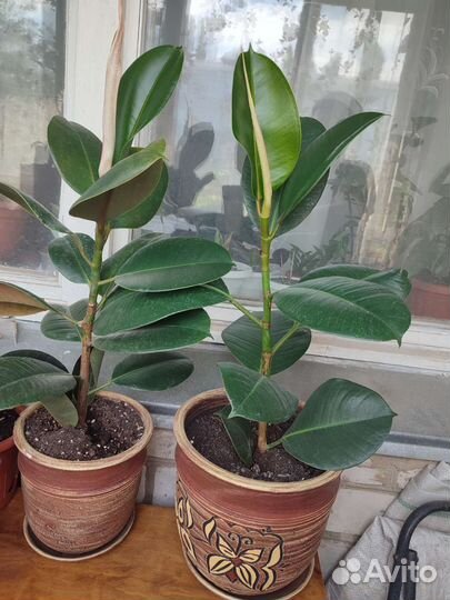 Комнатные растения