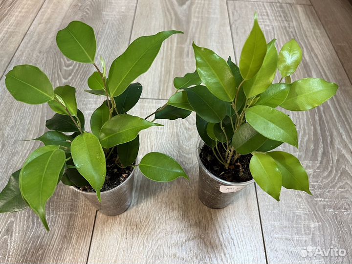 Фикусы коллекционные