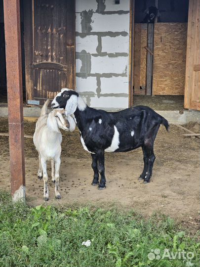 Нубийские козы