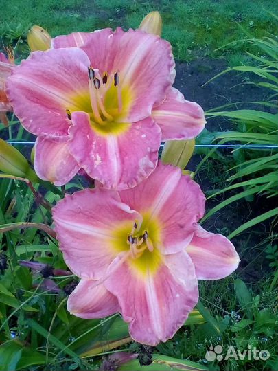 Лилейники сортовые