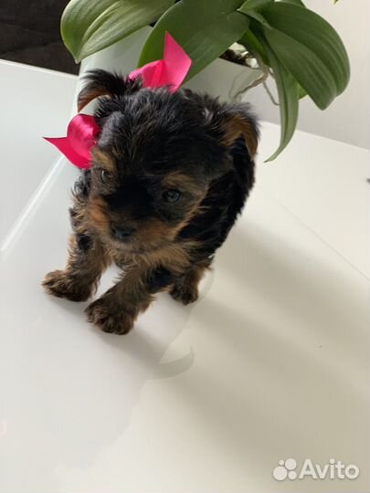 Йоркширский терьер щенки девочки mini