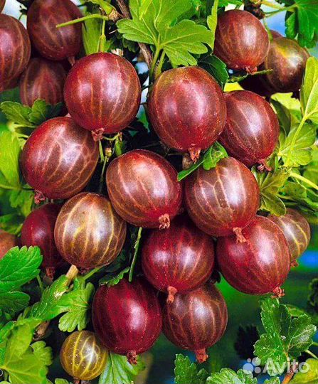 Саженцы плодовых деревьев и декоративных растений