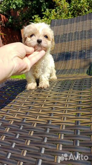 Малыши Мальтипу