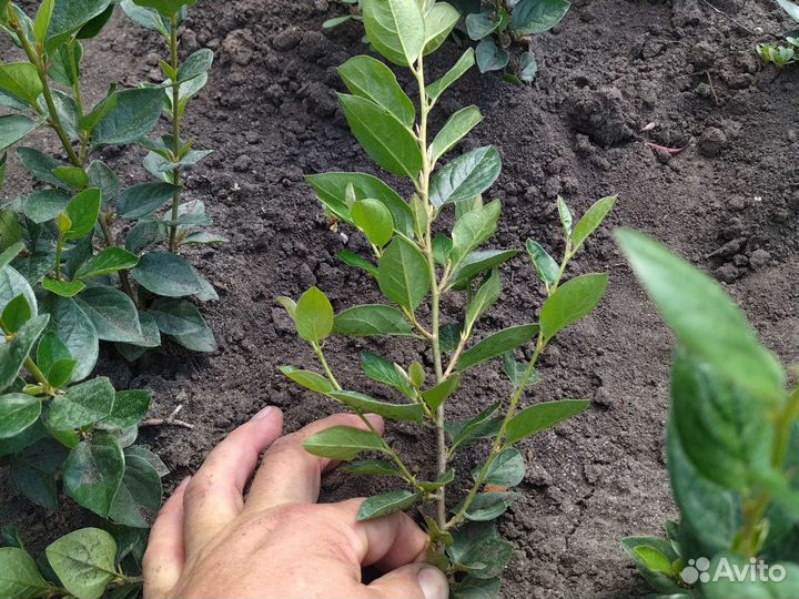 Кизильник блестящий