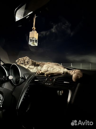 Шотландский кот вязка