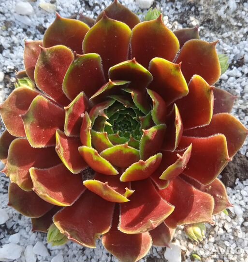 Sempervivum (молодило, каменная роза)