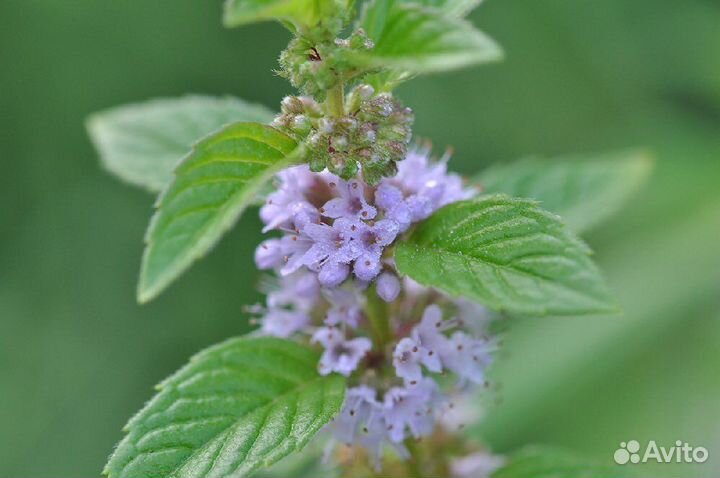 Лаванда и мята