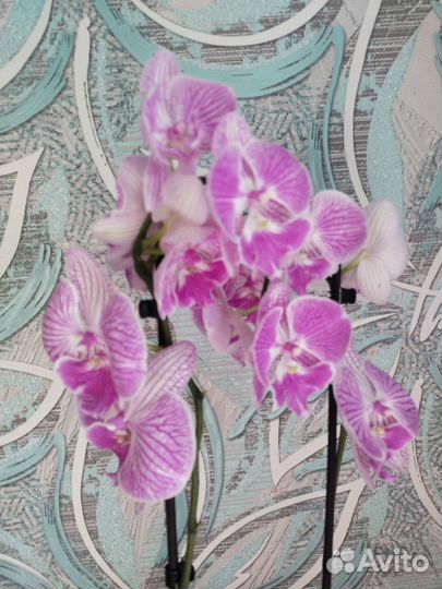 Орхидея