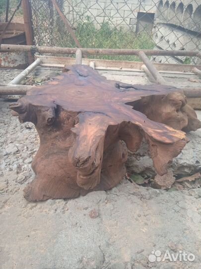 Корень дерево
