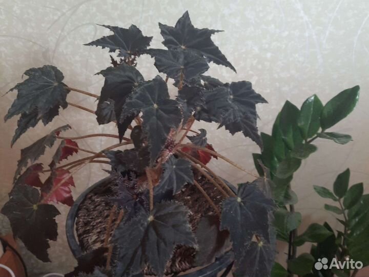 Бегония клеопатра