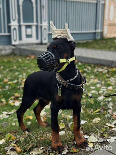 Щеночки добермана