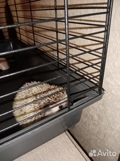 Африканский ежик