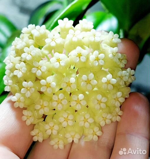 Укорененные хойи