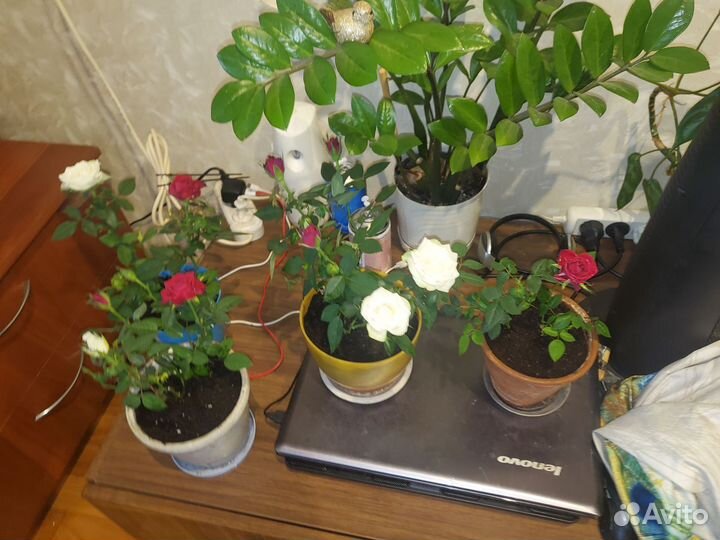 Роза кардана