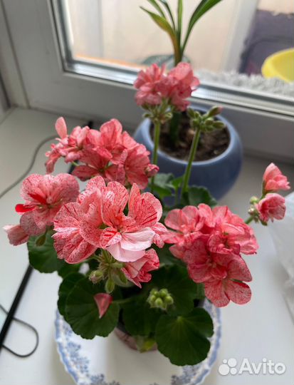 Пеларгония герань сортовая