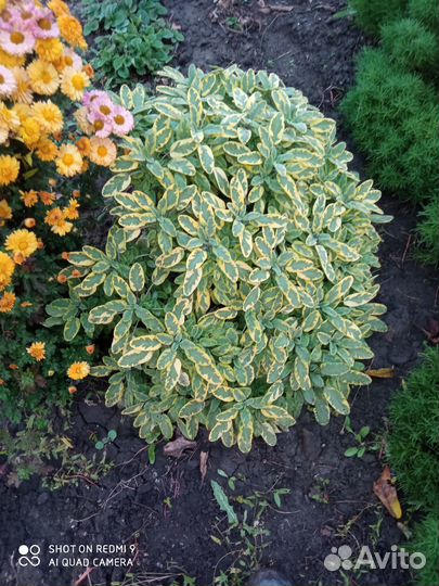 Шалфей декоративный