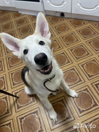 Собака в добрые руки