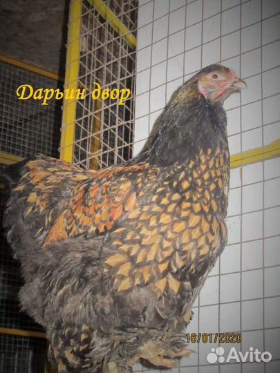 Инкубационное яйцо