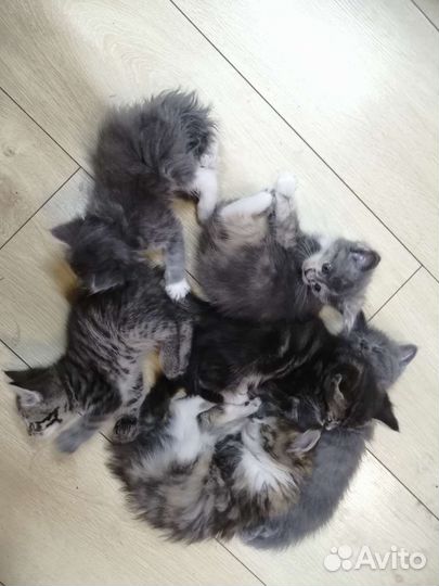 Кошки мейн-кун