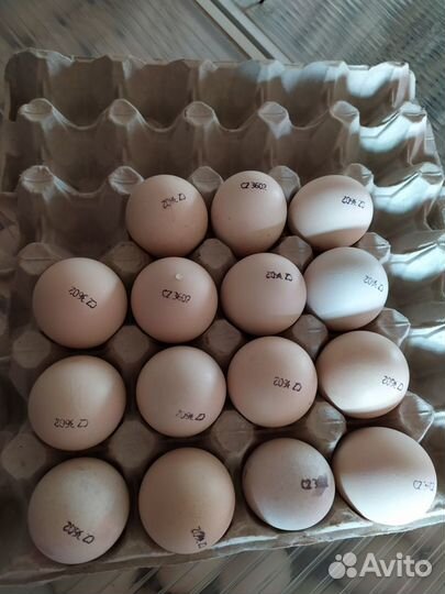 Цыплята Яйцо