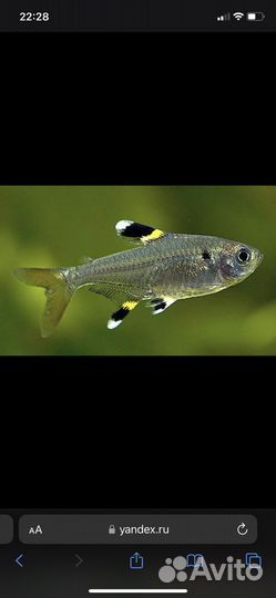 Аквариумная рыбка