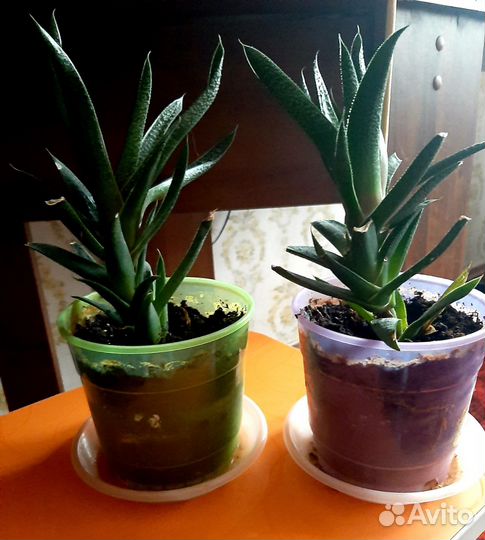 Суккуленты