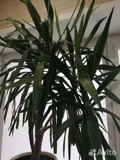 Пальма юкка