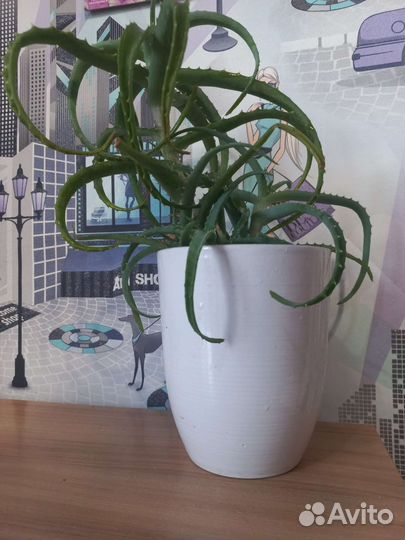 Комнатные цветы алоэ