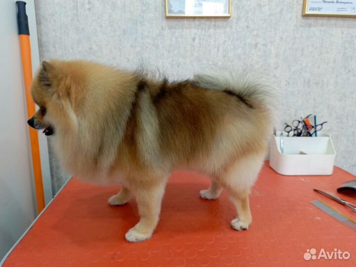 Грумер. Стрижка собак и кошек