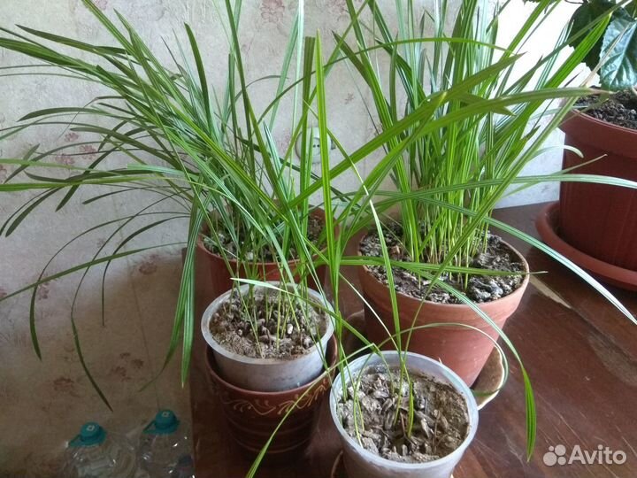 Финиковая пальма