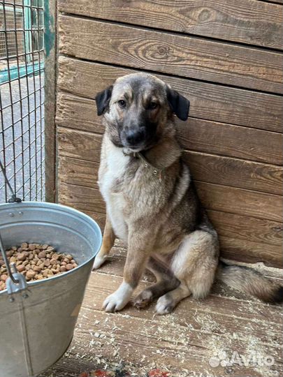 Собака небольшая в приюте