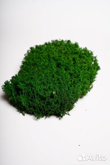 Кочка лесная