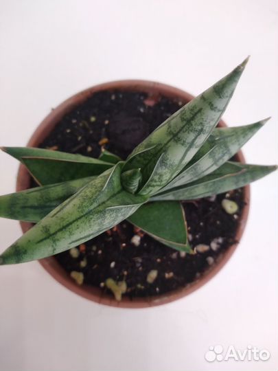 Сансевиерия ханни Сильвер крем и другие